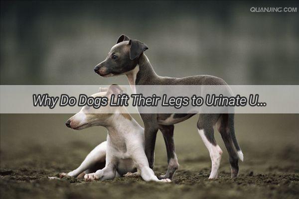 Why Do Dogs Lift Their Legs to Urinate Unleashing the Mystery of Canine Hygiene